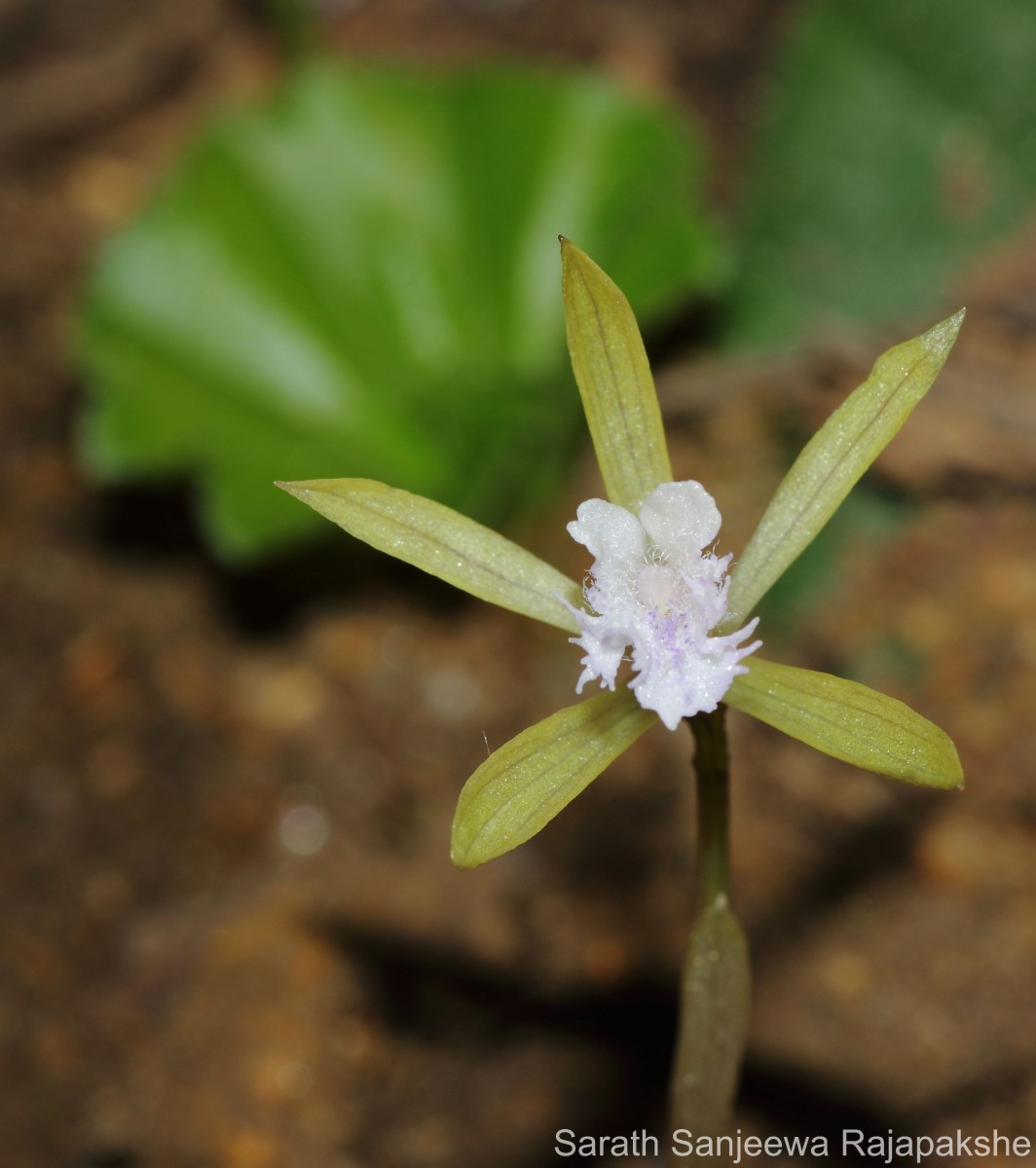 Nervilia simplex (Thouars) Schltr.